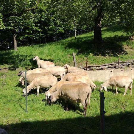 Landhof Ella - Ferienhaus Vor Den Toren Salzburgs Petting Εξωτερικό φωτογραφία