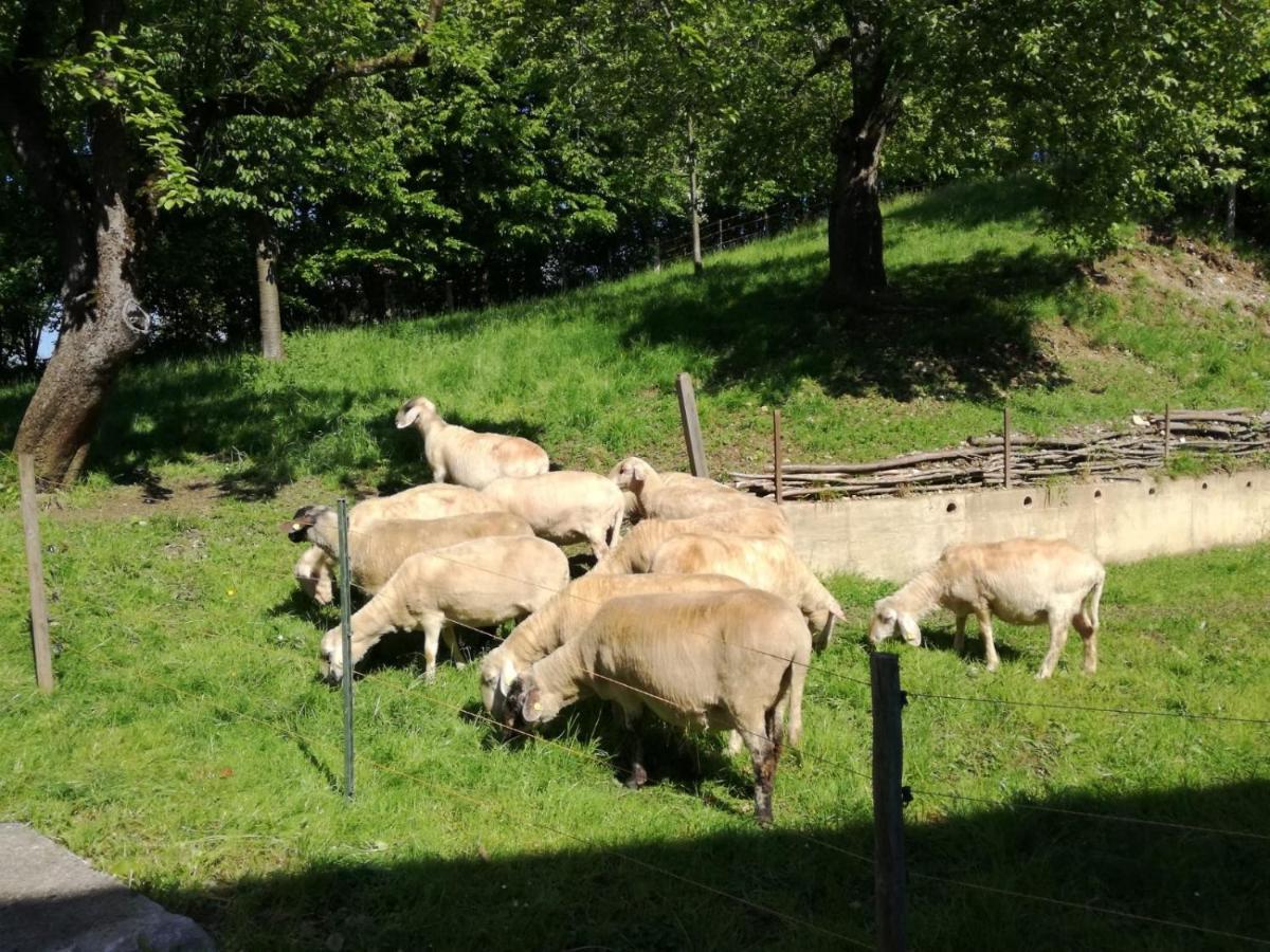 Landhof Ella - Ferienhaus Vor Den Toren Salzburgs Petting Εξωτερικό φωτογραφία